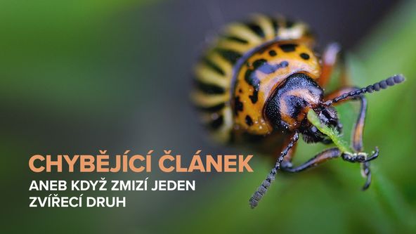 Chybějící článek aneb Když zmizí jeden zvířecí druh