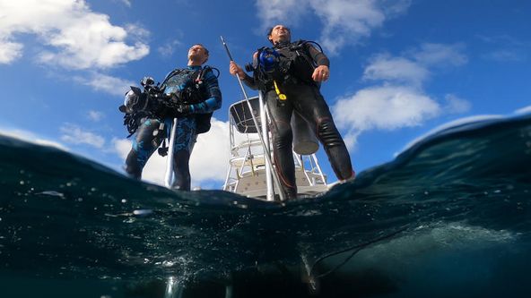 Největší žralok bělavý