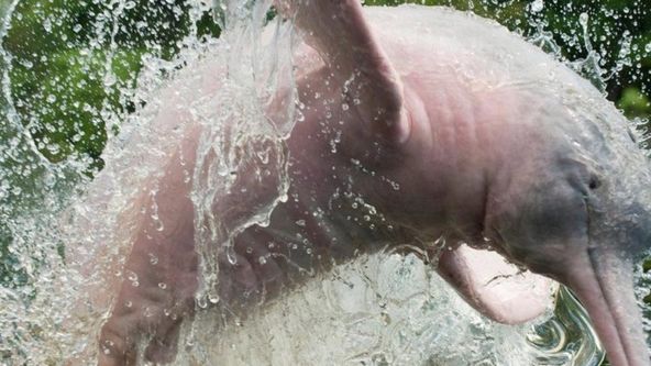 Záhada růžového delfína