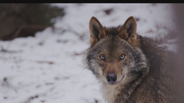 Divoké srdce Španělska