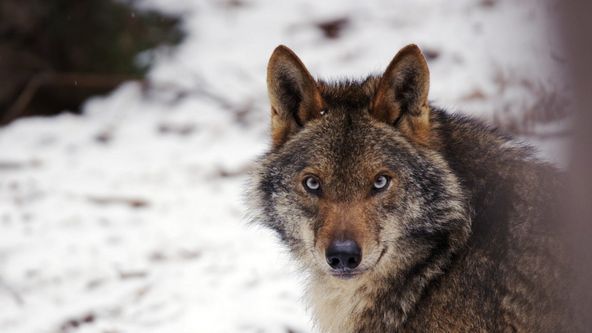 Divoké srdce Španělska, Mýty a fakta historie