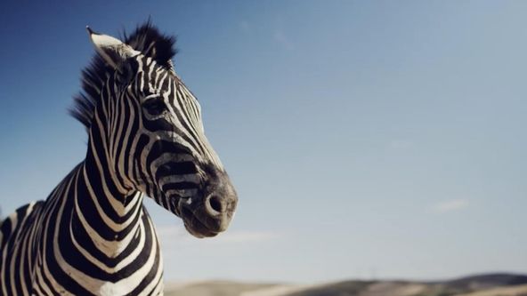 Život v říši zvířat (12)