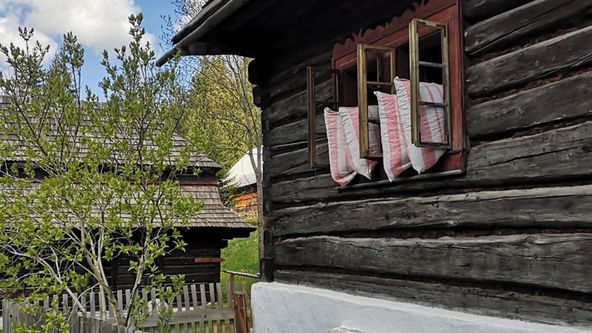 MOJE Korene