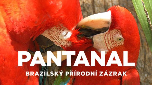 Pantanal - brazilský přírodní zázrak