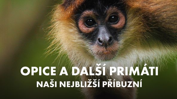 Opice a další primáti - naši nejbližší příbuzní
