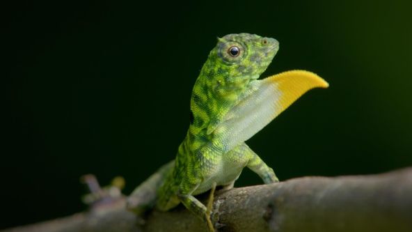 Nevšední zvířata na naši planetě (5)