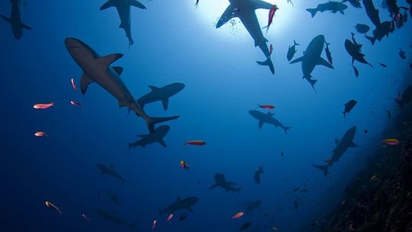 Žraloci v bahamské mořské oblasti Shark Eden