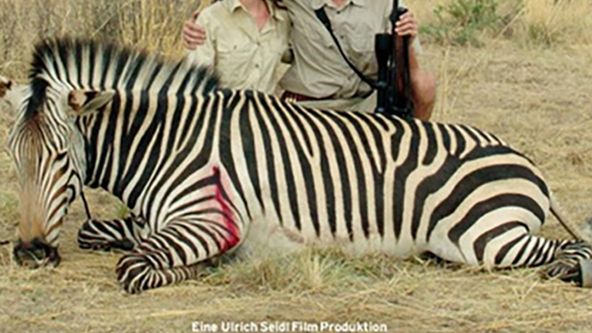 Safari
