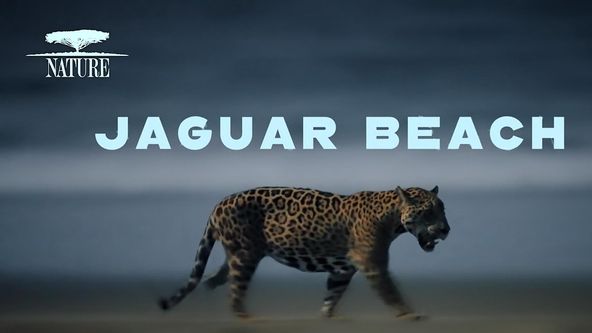Pláž jaguárů