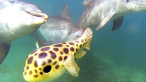 Zázračná planeta: Delfíni očima špionážních kamer (2/2)