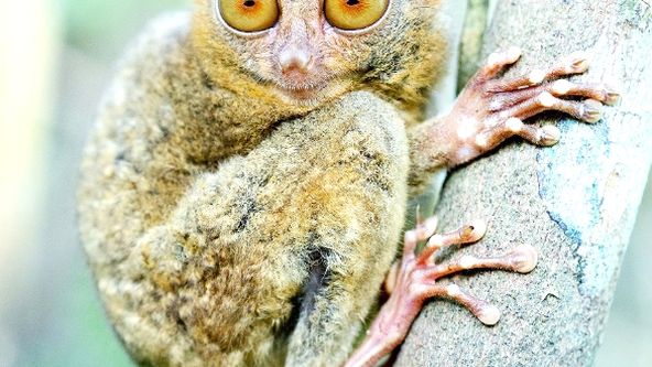 Zázračná planeta: My, chytří primáti (1/3)