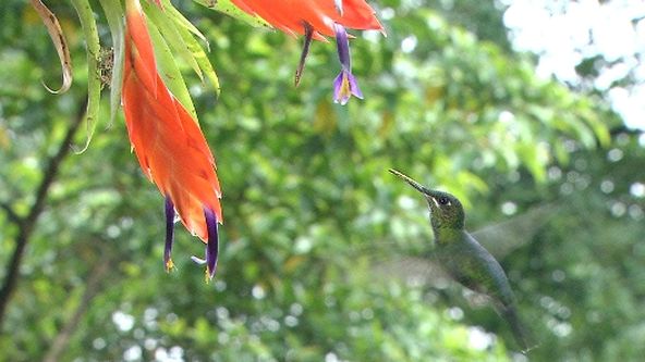 Království divočiny: Kolibříci, včelí ptáci