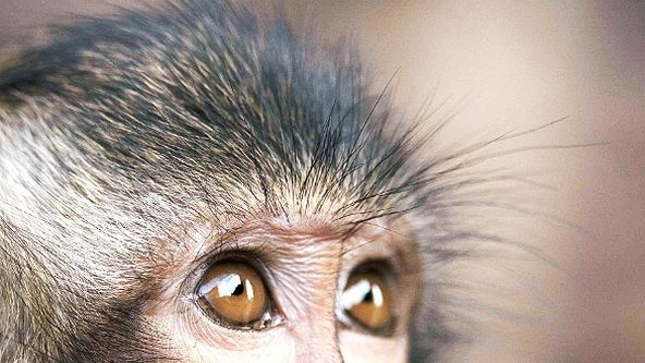 Zázračná planeta: My, chytří primáti (2/3)