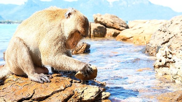 Zázračná planeta: My, chytří primáti (3/3)