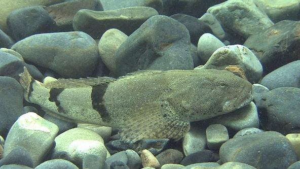 Království divočiny: Vranka třípásá