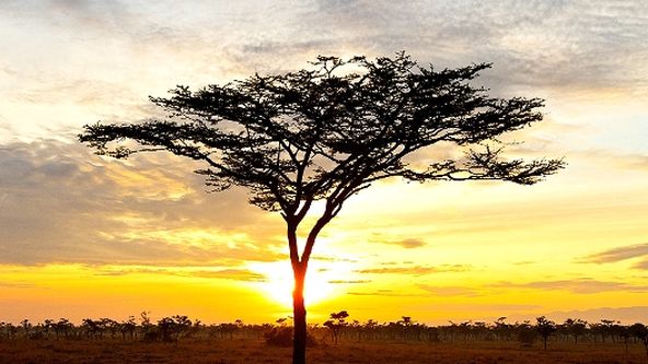 Planeta Země: Travnaté pláně