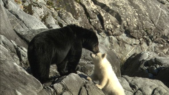 Království divočiny: Medvěd baribal