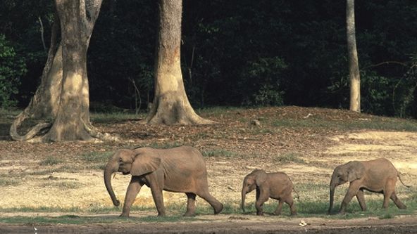 Planeta Země: Džungle