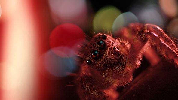 Zázračná planeta: Městské džungle