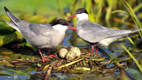Dunaj - evropská Amazonka (1/2)