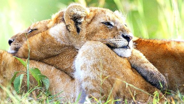 Zázračná planeta: Pravda o lvech (2/2)