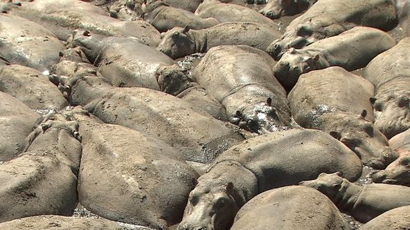 Království divočiny: Hroch, říční obr