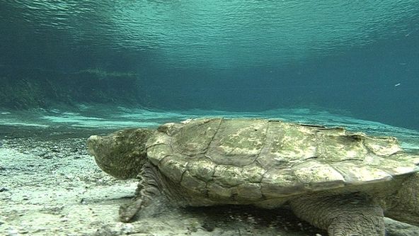 Království divočiny: Kajmanka supí