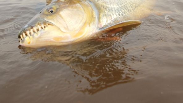 Rybí legendy Jakuba Vágnera