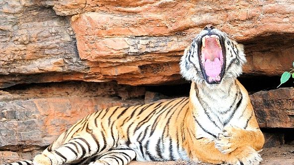 Zázračná planeta: Machli - tygří královna